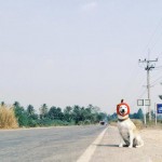 Gluta The Happy Smiling Dog -8