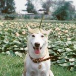 Gluta The Happy Smiling Dog -9