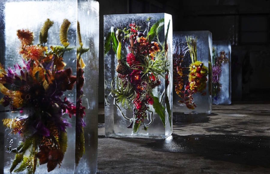 Iced Flowers Installations