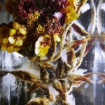 Iced Flowers Installations -11