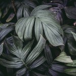 Inspiring Smoke and Nature Photography-3 Inspiring Smoke and Nature Photography-3