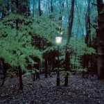 Lights in The Wood-4