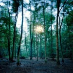 Lights in The Wood-6