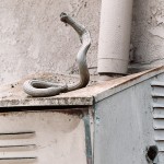 Urban Photography by Lark Foord_0