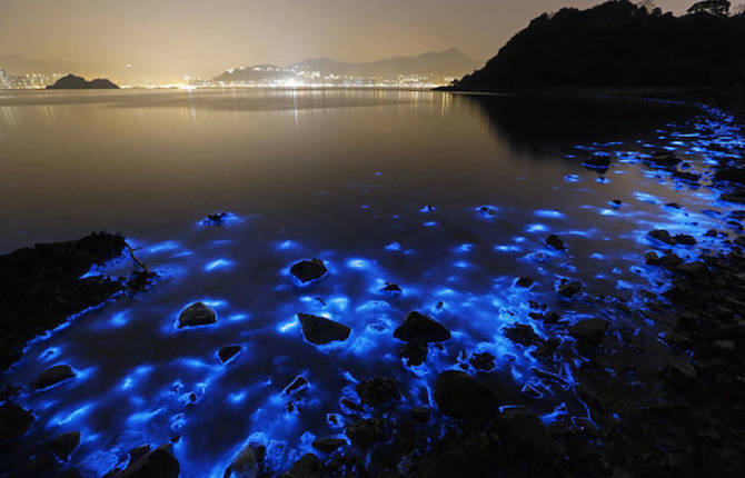 Bioluminescent Sea Sparkles in Hong Kong