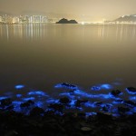 bioluminescence-hong-kong-noctiluca-scintillans-sea-sparkle-2