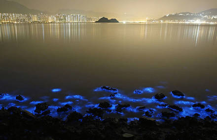 Bioluminescent Sea Sparkles in Hong Kong