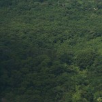 diestro-5