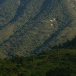 diestro-9