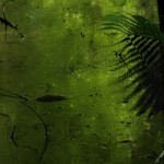 Abstract Nature Details-16