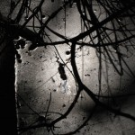 Abstract Nature Details-18