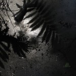 Abstract Nature Details-19