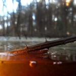 Abstract Nature Details-4