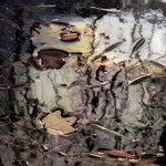 Abstract Nature Details-6