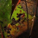 Abstract Nature Details-9