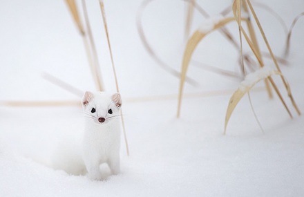 Adorable Ermine in Snowy Landscape