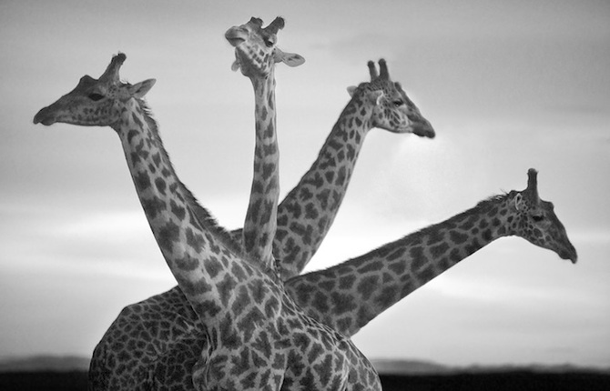 Black and White Portraits of African Wildlife