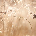 Butterfly at Sunrise, Netherlands by Johannes Klapwij