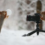 Cute Squirrel Photo Shoot_0