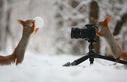 Cute Squirrel Photo Shoot