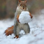 Cute Squirrel Photo Shoot_1