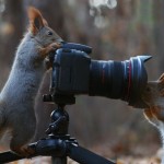 Cute Squirrel Photo Shoot_12