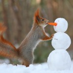 Cute Squirrel Photo Shoot_2