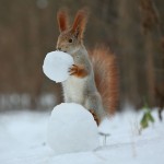 Cute Squirrel Photo Shoot_3