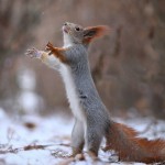 Cute Squirrel Photo Shoot_4