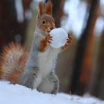 Cute Squirrel Photo Shoot_5