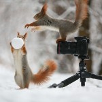 Cute Squirrel Photo Shoot_6