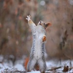 Cute Squirrel Photo Shoot_7