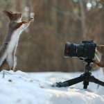 Cute Squirrel Photo Shoot_8