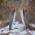 Cute Squirrel Photo Shoot_9