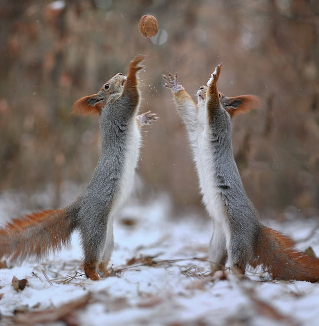[عکس: Cute-Squirrel-Photo-Shoot_9.jpg]