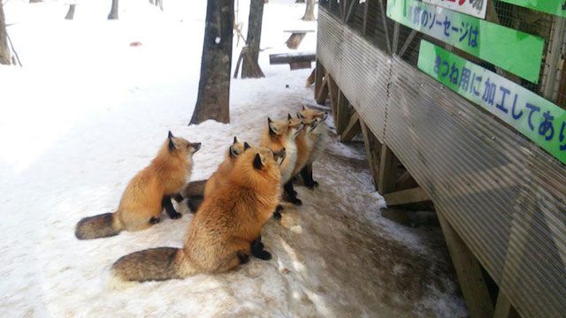Fox Village in Japan-12
