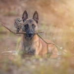 Friendship Between An Owl and A Dog_0