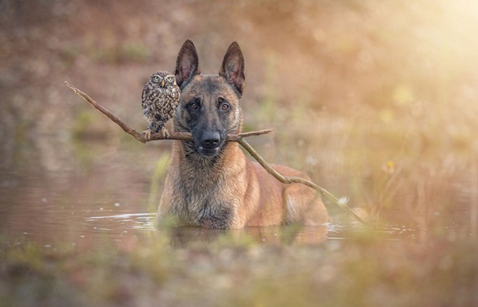 Friendship Between An Owl and A Dog