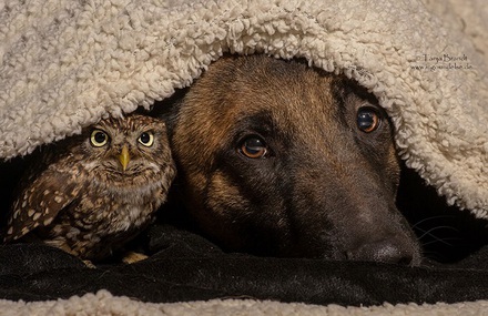 Friendship Between An Owl and A Dog