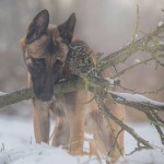 Friendship Between An Owl and A Dog_2