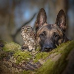 Friendship Between An Owl and A Dog_3