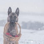 Friendship Between An Owl and A Dog_4