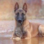 Friendship Between An Owl and A Dog_5