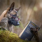 Friendship Between An Owl and A Dog_6