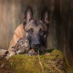 Friendship Between An Owl and A Dog_7