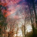Magical Double Exposure in The Forest-12