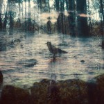 Magical Double Exposure in The Forest-17