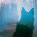 Magical Double Exposure in The Forest-3