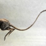 Masterful Dinosaur and Creature Origami-9