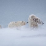 Mother Bear and Cubs by Judith Conning